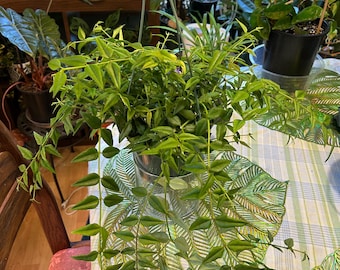 Hoya Bella - 2 inch Starter Plants