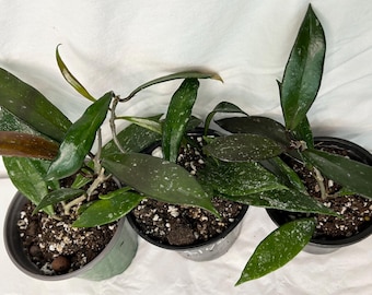 Hoya Pubicalyx Splash - 4 inch Plants