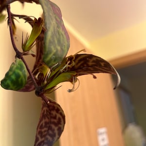 Lipstick Plant ‘Black Pagoda’ (Aeschynanthus longicaulis) - 2 inch starter plant