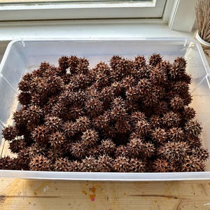 May include: A clear plastic bin filled with numerous brown, spiky sweetgum seed pods. The pods have a star-like shape and are densely packed together. The bin sits on a wooden surface near a window.
