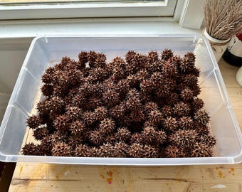 25 Dried Sweet Gum Balls - Natural Craft Supply, Potpourri, Vase Filler