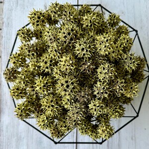 Yellow Painted Sweet Gum Balls: Nature Craft Supplies, Vase Filler (25 Pieces, 3/4-1&quot; Diameter)