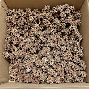 May include: A cardboard box filled with numerous brown, spiky seed pods. The pods have a star-like shape with multiple points, and they are densely packed together. The overall color is a mix of light and dark brown, creating a textured appearance.
