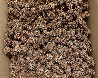 200 Dried Sweet Gum Balls – Natural Craft Supply, Potpourri, Vase Filler