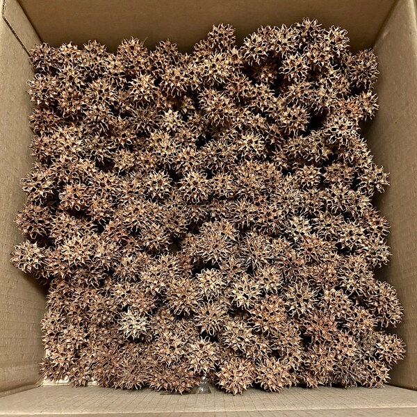 Sweet Gum Balls 500 March 2024 Nature Crafts Epoxy Crafts Foraged Finds Potpourri Sweet Gum Oven Dried Pods Barrier Mulch Sweet Gum Pods