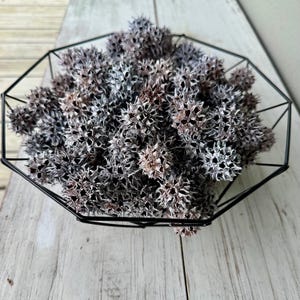 White Painted Sweet Gum Balls: Nature Crafts, Vase Filler (25 Piece Set)