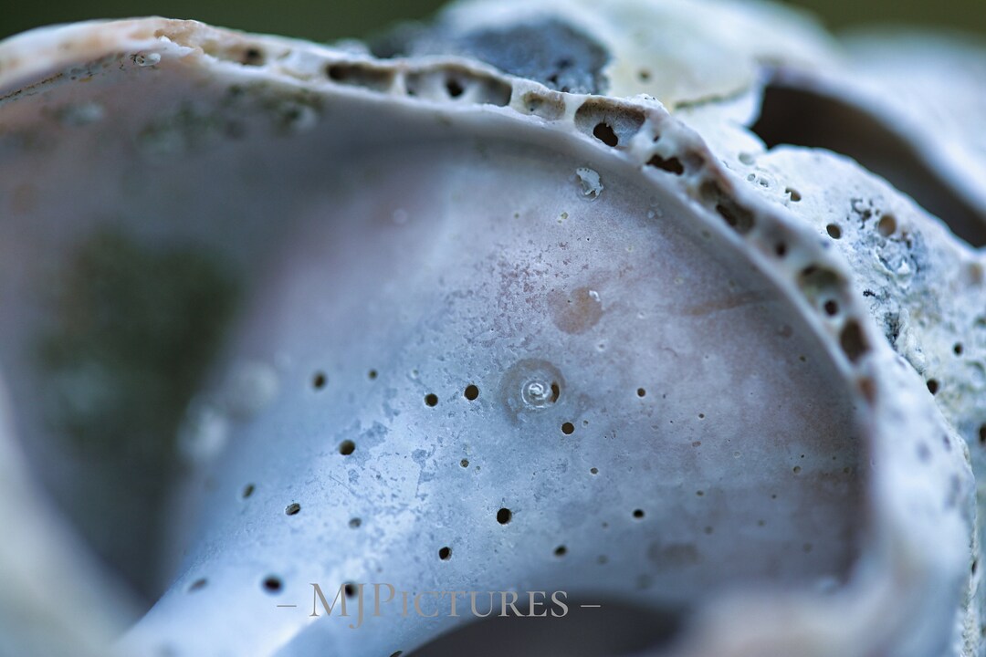 Into the Shell - Etsy