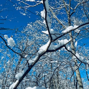 Snow Covered Branches after the Snowstorm