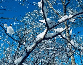 Snow Covered Branches after the Snowstorm