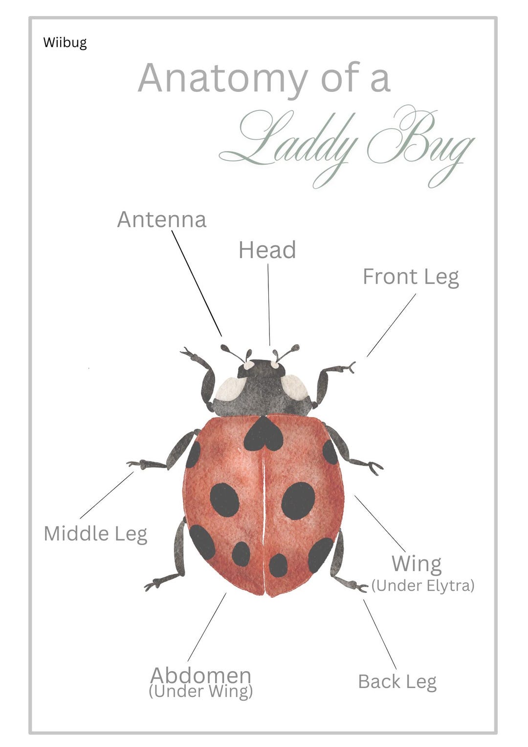 Ladybug Printable Poster Set | Anatomy & Life Cycle | Kids Educational ...
