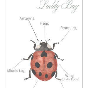 Ladybug Body Ladybug Printable Poster Set | Anatomy & Life Cycle | Kids Educational ...