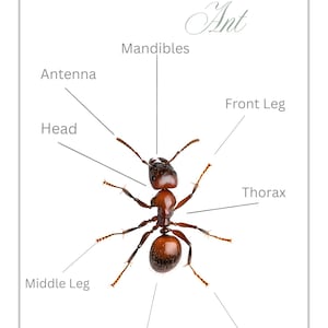 Może przedstawiać: Schemat anatomii mrówki. Obraz przedstawia szczegółową ilustrację mrówki, z oznaczeniami części ciała, w tym głowy, czułków, żuwaczek, tułowia, nóg i żądła. Tekst "Wiibug" znajduje się w lewym górnym rogu.