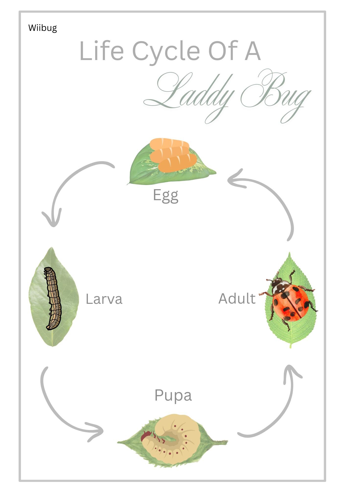 Ladybug Printable Poster Set | Anatomy & Life Cycle | Kids Educational ...