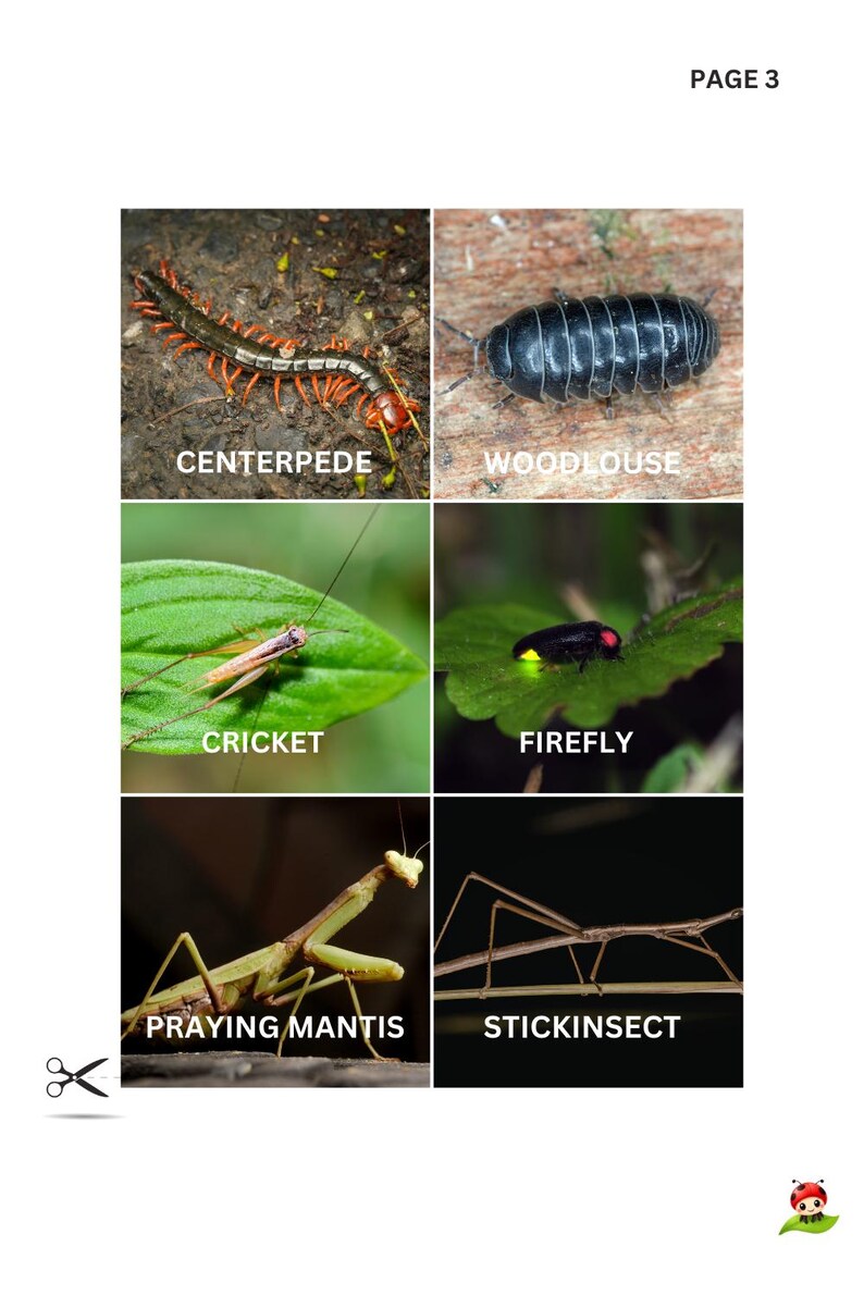 Bug Flashcards Printable | Insect Learning Cards for Kids | Homeschool ...