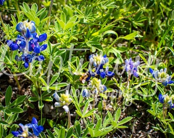Nature's Harmony: Bee on Bluebonnet - Horizontal, 4 ratios included - High-resolution JPGs 300 dpi