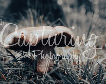 Lonely Mushroom - Horizontal, 4 ratios included - High-resolution JPGs 300 dpi