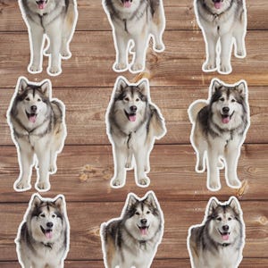 Alaskan Malamute Die Cut Sticker Set | Funny Sticker | Laptop Sticker | Water Bottle Sticker | Notebook Sticker