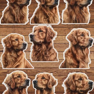 Golden Retriver Vinyl Die Cut Sticker Set | Funny Sticker | Laptop Sticker | Water Bottle Sticker | Notebook Sticker