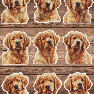 Golder Retriever Puppy Vinyl Die Cut Sticker Set | Funny Sticker | Laptop Sticker | Water Bottle Sticker | Notebook Sticker