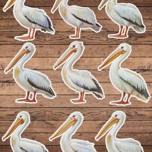Pelican Die Cut Vinyl Sticker Set | Funny Sticker | Laptop Sticker | Water Bottle Sticker | Notebook Sticker