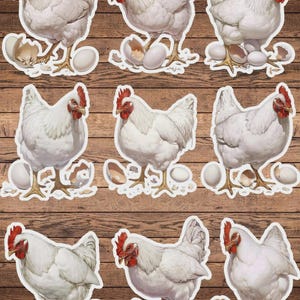 Chicken With Egg Vinyl Die Cut Sticker Set | Funny Sticker | Laptop Sticker | Water Bottle Sticker | Notebook Sticker