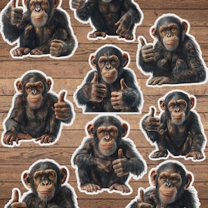 May include: A collection of chimpanzee stickers with a thumbs-up gesture. The stickers feature detailed illustrations of chimpanzees in various poses, with a white border. The background is a wooden surface.