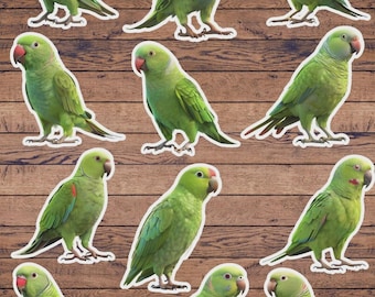 Parakeet Bird Die Cut Vinyl Sticker Set – For Notebook, Laptop, Water Bottle & Scrapbooking