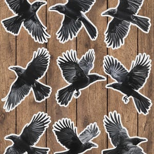Flying Raven Vinyl Die Cut Sticker Set | Funny Sticker | Laptop Sticker | Water Bottle Sticker | Notebook Sticker