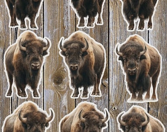 Buffalo Vinyl Die Cut Sticker Set | Funny Sticker | Laptop Sticker | Water Bottle Sticker | Notebook Sticker