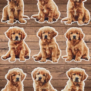 Golder Retriever Dog Vinyl Die Cut Sticker Set | Funny Sticker | Laptop Sticker | Water Bottle Sticker | Notebook Sticker