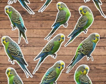 Parakeet Bird Die Cut Vinyl Sticker Set | Funny Sticker | Laptop Sticker | Water Bottle Sticker | Notebook Sticker