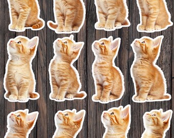 Striped Kitten Profile Vinyl Stickers | Laptop, Water Bottle, Notebook Decals