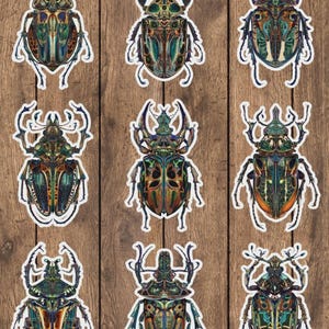 Beetle Die Cut Sticker Set | Funny Sticker | Laptop Sticker | Water Bottle Sticker | Notebook Sticker