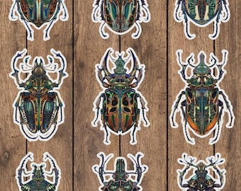 Beetle Die Cut Sticker Set | Funny Sticker | Laptop Sticker | Water Bottle Sticker | Notebook Sticker