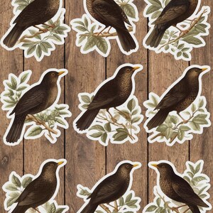 Perched Bird Vinyl Die Cut Sticker Set | Funny Sticker | Laptop Sticker | Water Bottle Sticker | Notebook Sticker