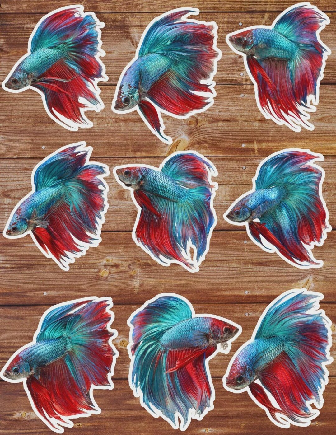 Betta Fish Die Cut Vinyl Sticker Set | Funny Sticker | Laptop Sticker ...