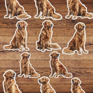 Golden Retriver Vinyl Die Cut Sticker Set | Funny Sticker | Laptop Sticker | Water Bottle Sticker | Notebook Sticker