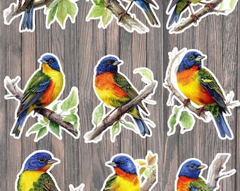 Painted Bunting Bird Die Cut Vinyl Sticker Set – For Notebook, Laptop, Water Bottle & Scrapbooking