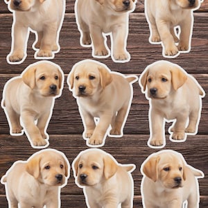 Retriever Puppy Vinyl Die Cut Sticker Set | Funny Sticker | Laptop Sticker | Water Bottle Sticker | Notebook Sticker