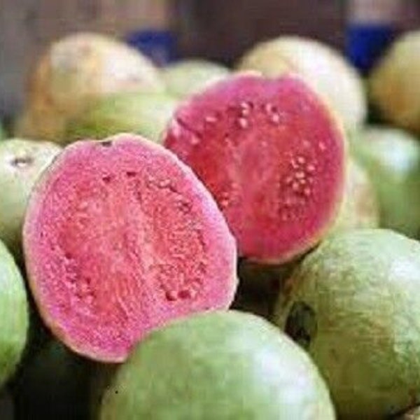 HAWAIIAN PINK GUAVA Seeds Fruits Seeds Heirloom Tropical Pink Guava Seeds