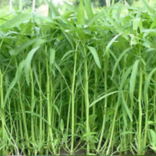 Water Spinach KANG KONG Water Spinach Seeds Kang Kong bamboo leaf Vegetable