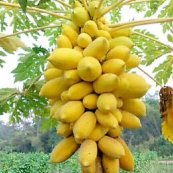 ROYAL GOLDEN THAI Papaya Seeds