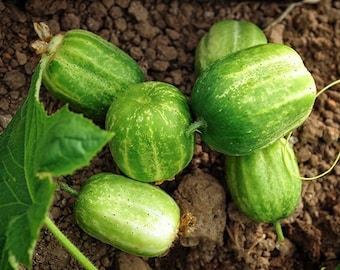 RICHMOND GREEN Apple Cucumber Seeds Heirloom Non GMO Vegetable Seeds