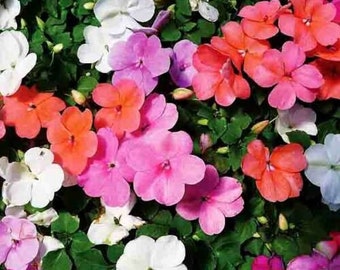 IMPATIENS BIZZIE LIZZIE Flower Seeds