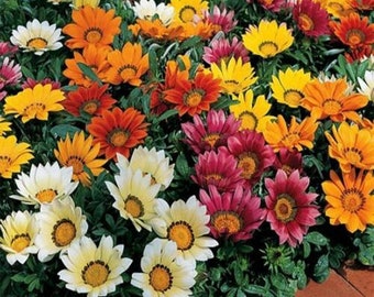 GAZANIA SUNSHINE Mix Flower Seeds