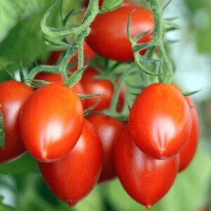 TOMATO ROMA SEEDS vegetable garden Roma Tomato Seeds