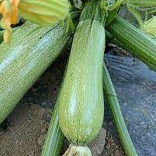 ZUCCHINI LEBANESE SEEDS Summer Vegetable Garden Courgette Seeds Zucchini