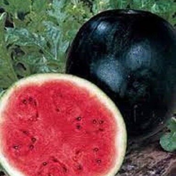 Pastèque SUGAR BABY SEEDS Heirloom Home Fruit Garden Water Melon Seeds