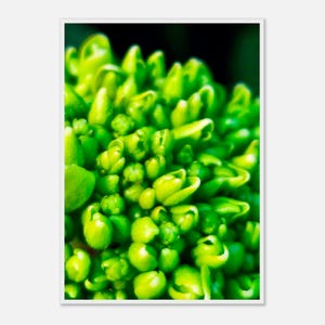 Op de afbeelding: Een levendige tros van dicht op elkaar gepakte, limoengroene bloemknoppen. De individuele knoppen hebben een gladde, ronde textuur met subtiele kleurnuances, variërend van helder geelgroen tot diep bosgroen, wat een dicht en organisch patroon vormt.