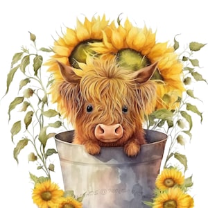 Vaca Highland PNG Vaca Aquarela Clipart bonito vaca sublimação metal banheira PNG gráfico Highland bezerro PNG download digital vaca girassol png